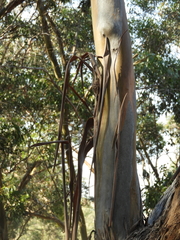 Eucalyptus behriana