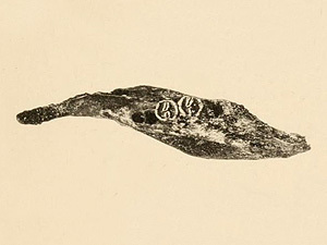 Oriente Cave Rat (Boromys offella), listed as Extinct on the IUCN Red List