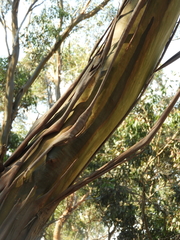 Eucalyptus behriana