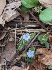 Ruellia blechum image