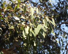 Eucalyptus behriana