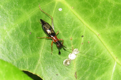 Cranistus colliurides