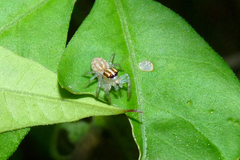 Chira gounellei