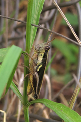 Dichroplus elongatus