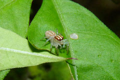 Chira gounellei
