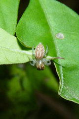 Chira gounellei