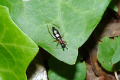 Cranistus colliurides