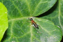 Cranistus colliurides