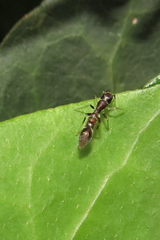 Synemosyna aurantiaca