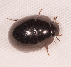 Limnohydrobius melaenus