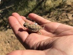 Phrynosoma coronatum