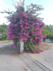 Bougainvillea glabra