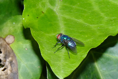 Lucilia eximia