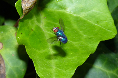 Lucilia eximia
