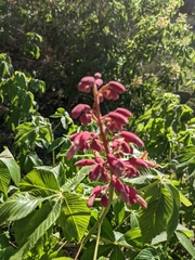 Aesculus pavia pavia
