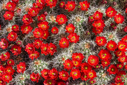 Echinocereus bakeri