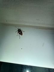 Oebalus poecilus