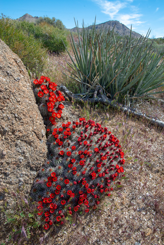 Echinocereus bakeri