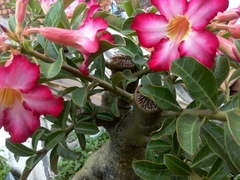 Adenium obesum