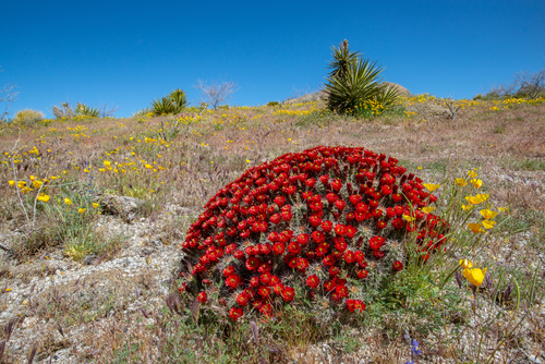 Echinocereus bakeri