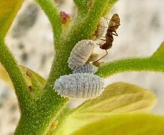 Phenacoccus peruvianus