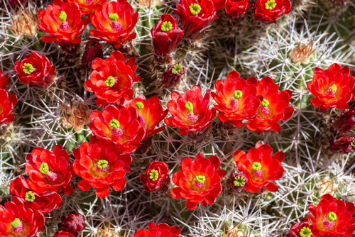 Echinocereus bakeri