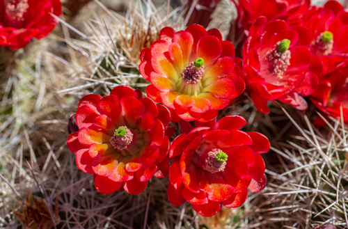 Echinocereus bakeri