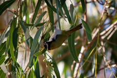 Melithreptus chloropsis