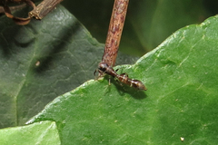 Synemosyna aurantiaca