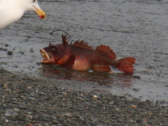 Hemitripterus americanus