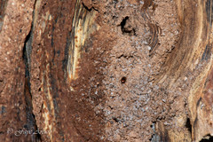 Ulomoides tetraspilotus