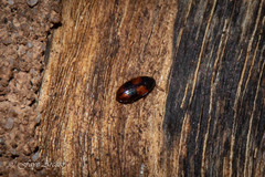 Ulomoides tetraspilotus