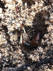Platydracus cinnamopterus