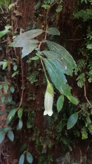 Fieldia australis