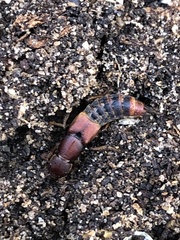 Platydracus cinnamopterus
