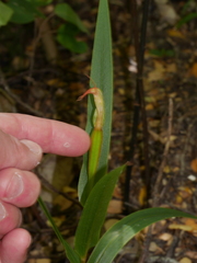 Pterostylis cardiostigma