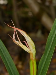 Pterostylis cardiostigma