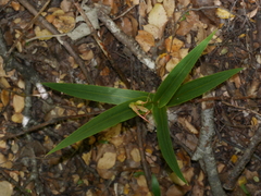 Pterostylis cardiostigma