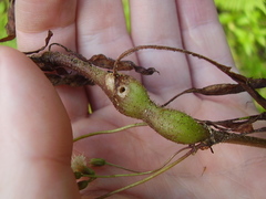 Procecidochares alani