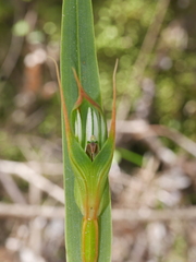 Pterostylis cardiostigma