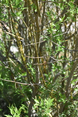 Salix monticola