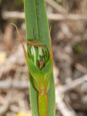 Pterostylis cardiostigma