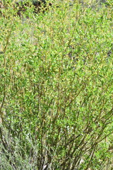 Salix monticola