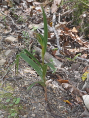 Pterostylis cardiostigma