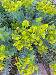 Myrsiniteae