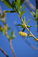 Salix monticola