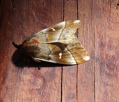 Ormiscodes cinnamomea