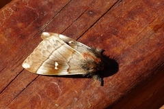 Ormiscodes cinnamomea