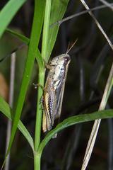 Dichroplus elongatus