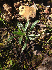 Xerochrysum viscosum